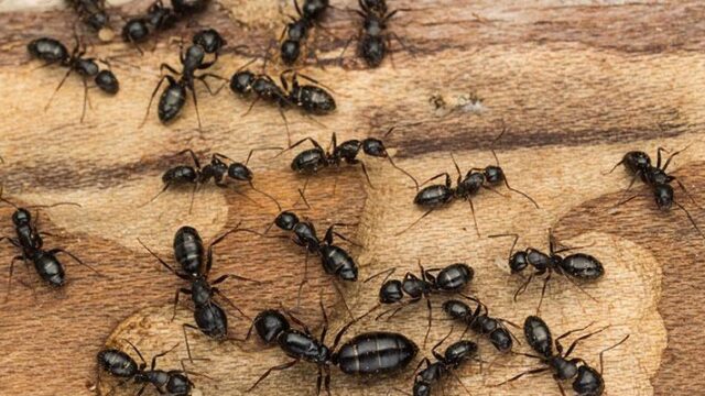 ants-on-wood