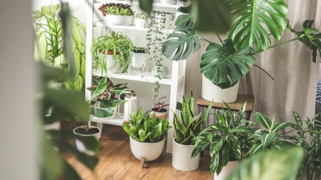 Houseplant,Domestic,Jungle,Garden,Organization,Fresh,Natural,Plant,In,Pots